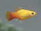 Пецилия солнечная 2.0-2,5 см - фото 29640 Пецилия солнечная 2.0-2,5 см - фото 29640