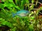 Радужница Озерная синяя 3,5-4,0 см - фото 29666