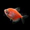 Тернеция Glo Fish Оранжевая 2,5-2,8 см - фото 29685