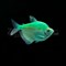 Тернеция Glo Fish Темно зеленые Мята 2,5-2,8 см - фото 29690