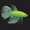 Петушки Glo Fish зеленые 3,5-4,0 см - фото 29754
