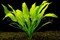 Эхинодориус амазонка, куст - фото 29793