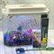 Аквариум Aqua Glo панорама на 15л. день/ночь с рыбками тернеция GloFish - фото 30320