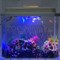 Аквариум Aqua Glo панорама на 15л. день/ночь с рыбками тернеция GloFish - фото 30324