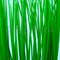 Пластиковое растение Plant 00730 Акорус 30см - фото 30371