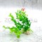 Растения MIX AР 10см, 10 шт в ассортименте - фото 30394
