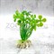 Растения MIX AР 10см, 10 шт в ассортименте - фото 30400