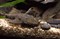 Анцитрус обыкновенный  3,0-3,5 см - фото 30643