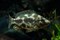 Нимбохромис Левингстон 4,5-5,0 см - фото 30656