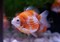 Золотая рыбка - Жемчужная 3,5-4,0 см (Яркая) - фото 32246