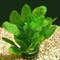 Эхинодорус мелкоцветный куст, 1 шт. - фото 34305