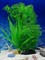 Растение для аквариума (30 см) Silver Berg №134 - фото 36691