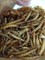 Мучной червь корм для рептилий, рыбы и птицы - фото 36842