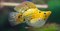 Моллинезия баллон желтая - фото 38873