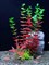 Купить Искусственное растение для аквариума ZooAqua C-1158, пластик и керамика, 28x8x5 см