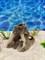 Керамический декор для аквариума Коряга ZooAqua №226 12.5x14 см, глина купить с доставкой Керамический декор для аквариума Коряга ZooAqua №226 12.5x14 см, глина купить с доставкой