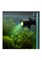 Подводный светодиодный прожектор DoPhin LED101 Green, 0,4 Вт - фото 50736